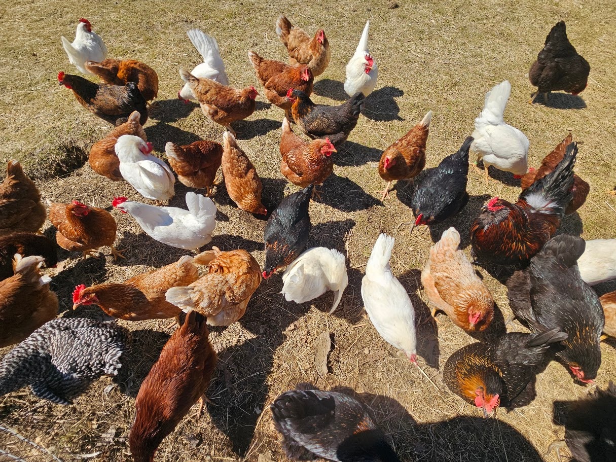 Eggs for Sale