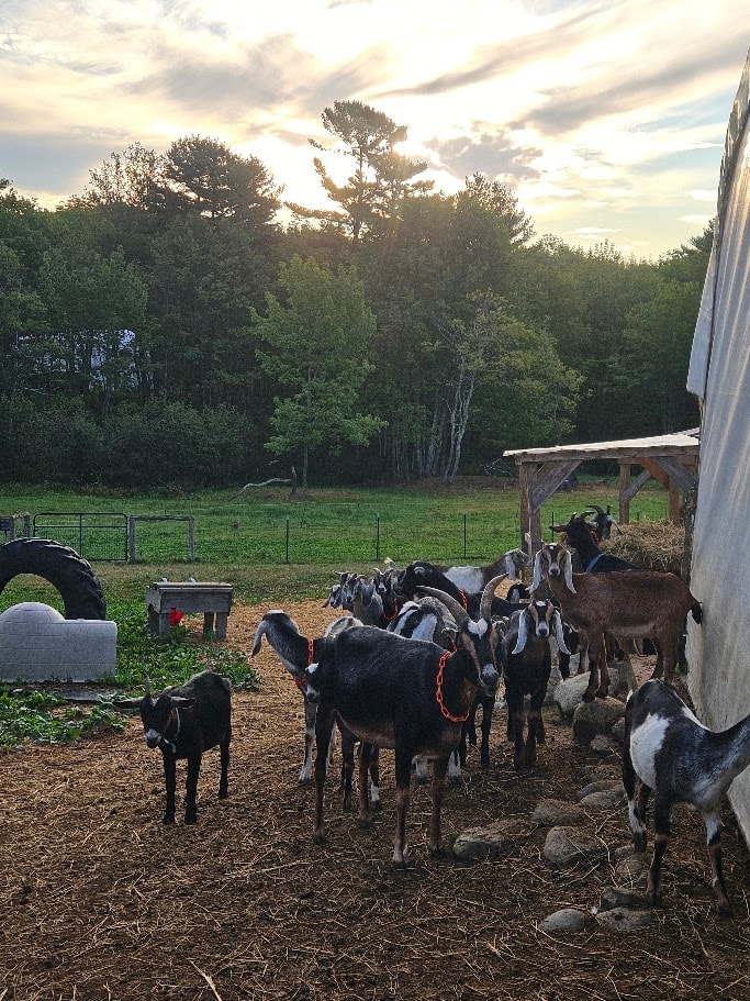 Goats