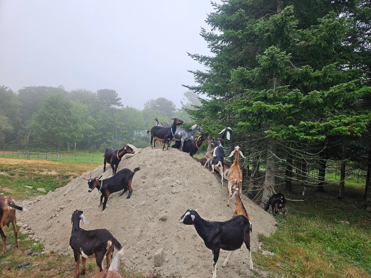 Goats on the farm