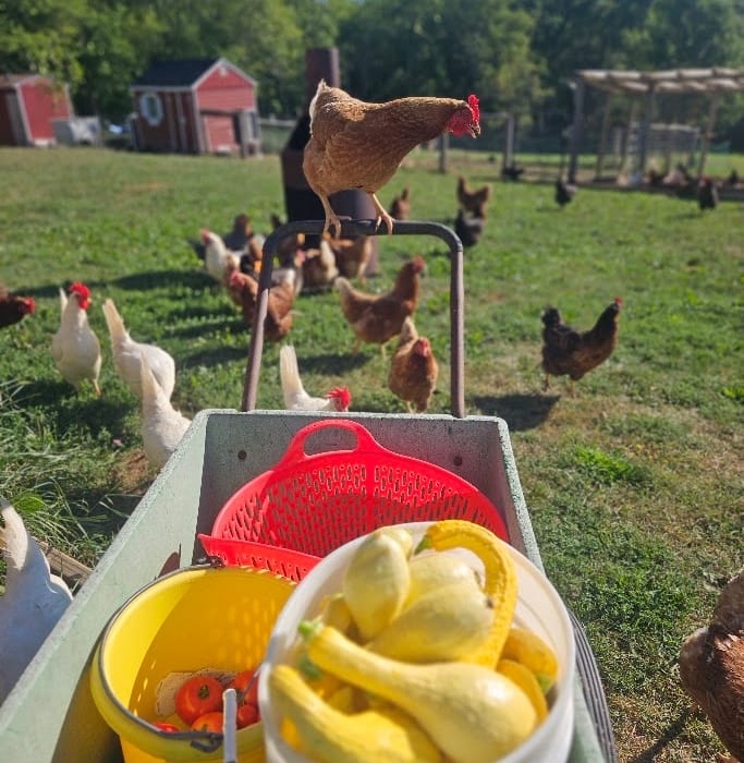 Fresh farm produce
