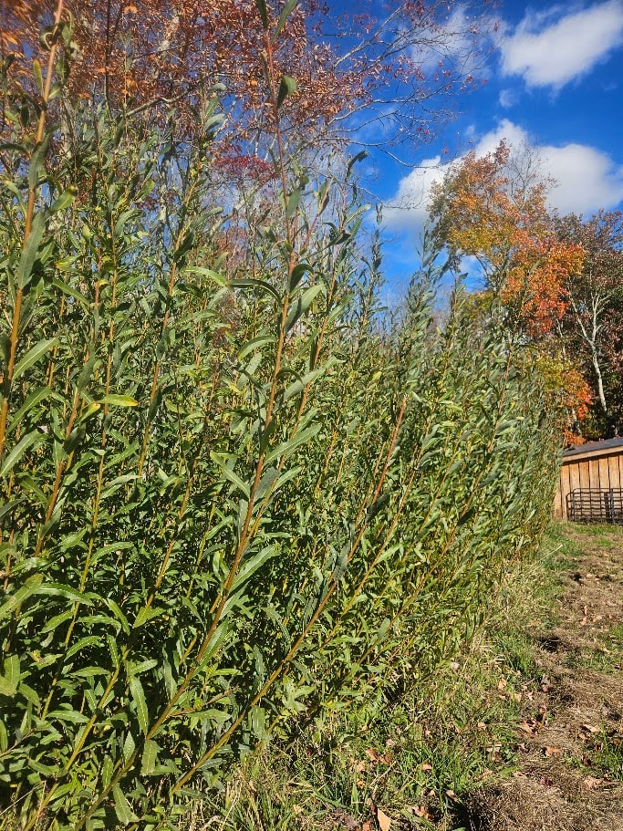 Willow branches