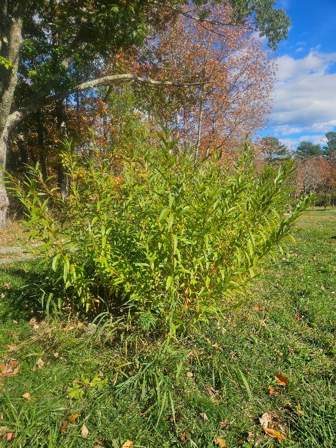 Willow